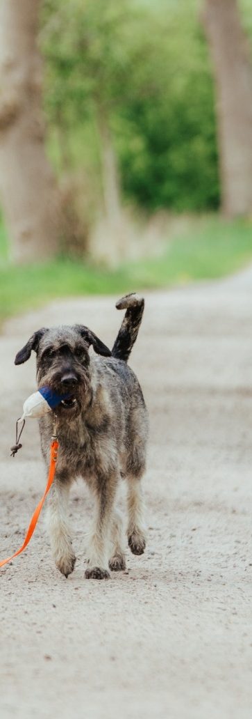 Therapiehündin Martha Therapiehündin Martha trägt einen Dummy und geht stolz an der Leine